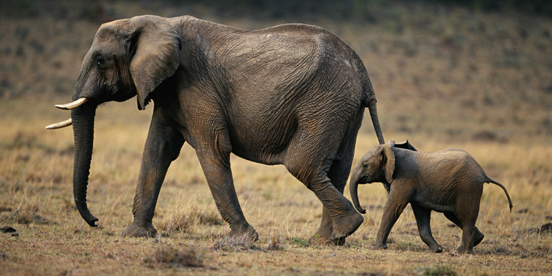 Hình ảnh con voi dễ thương, ngộ nghĩnh được yêu thích nhất