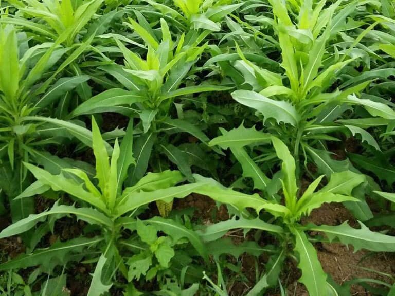 Phân loại cây bồ công anh