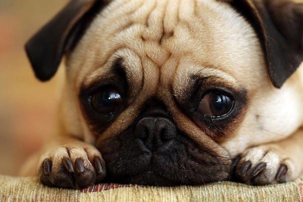 Hình ảnh chú chó buồn đẹp nhất