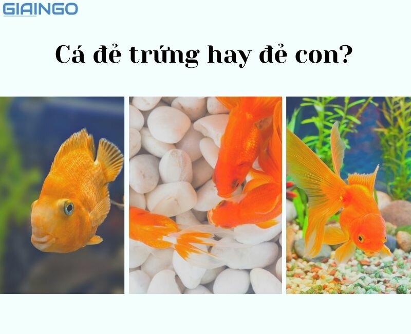 Cá đẻ trứng hay đẻ con?
