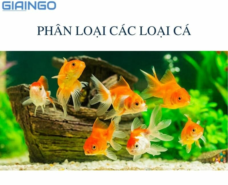 Các loại cá cảnh đẻ con