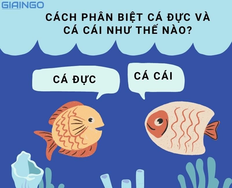 Cách phân biệt cá đực và cá cái như thế nào?