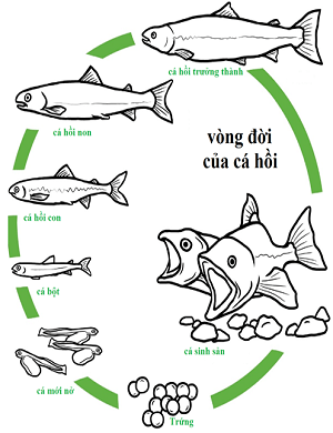 Tập tính sinh sản ở cá hồi