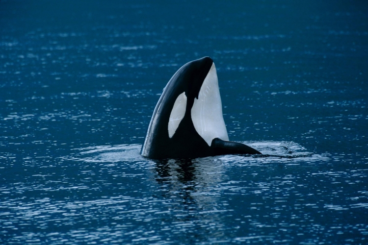 Phạm vi và môi trường sống của cá voi sát thủ