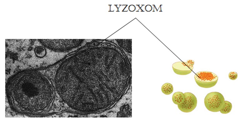 Nêu cấu trúc và chức năng của lizoxom?
