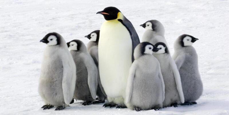 Tại sao chim cánh cụt không sống ở Bắc Cực?