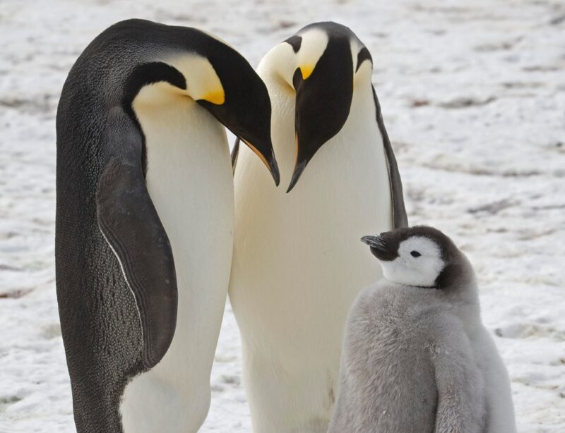 Vì sao chim cánh cụt chịu được lạnh?