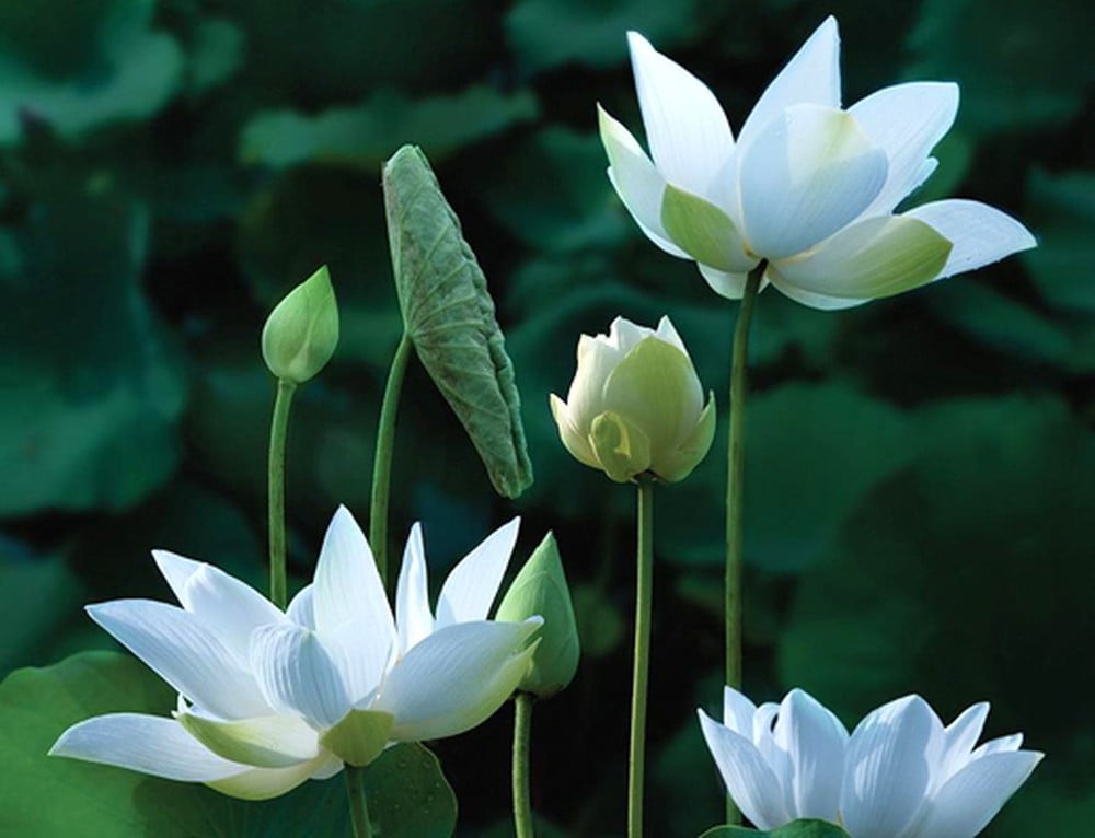 Chùm hình nền hoa sen trắng đẹp nhất