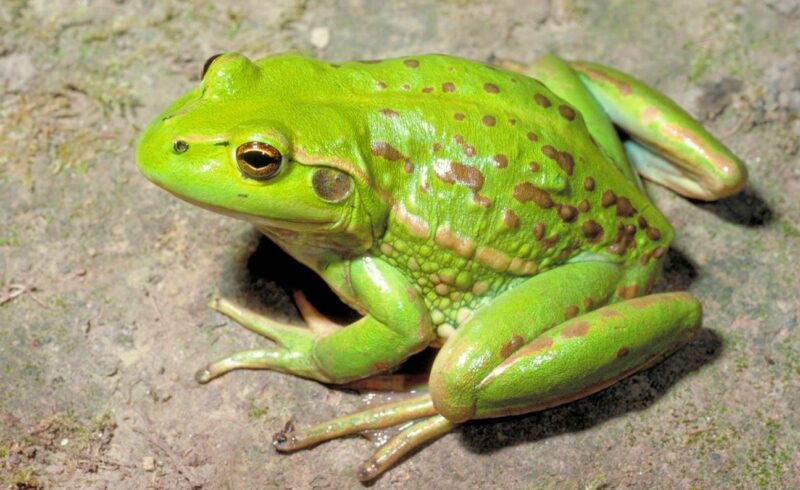 Tiếng ếch kêu như tiếng gì?