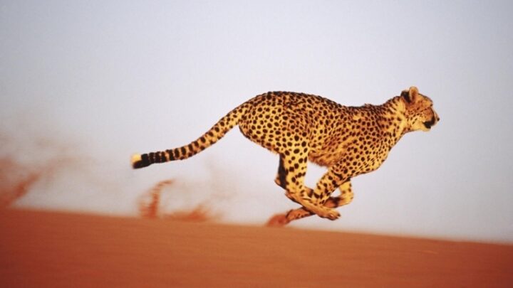 Báo cheetah (80 – 130 km/h)