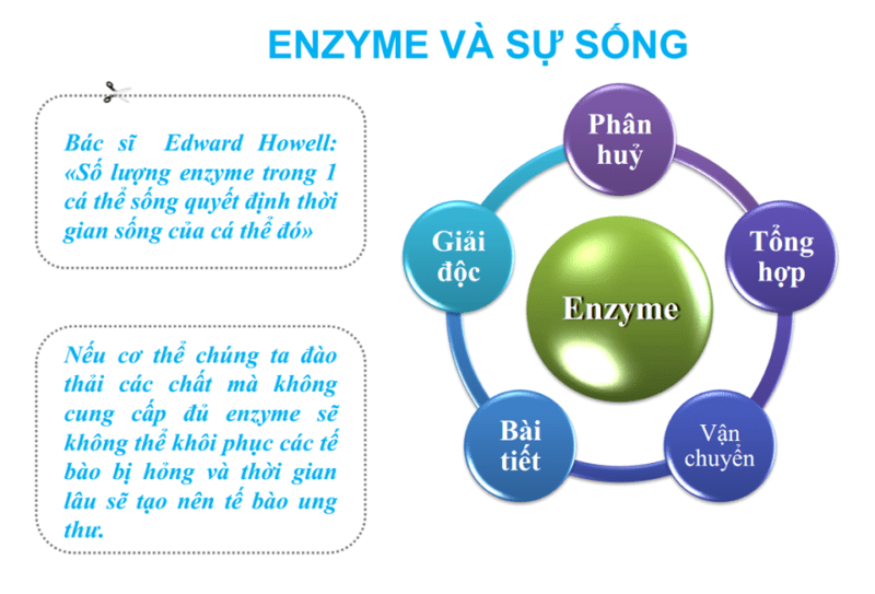 Vai trò của Enzyme là gì?