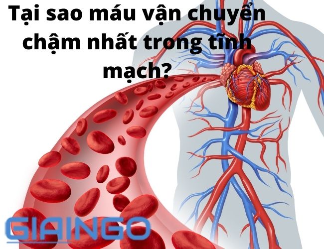 Tại sao máu vận chuyển chậm nhất trong tĩnh mạch? Ý nghĩa
