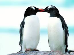 TOP hình ảnh chim cánh cụt dễ thương nhất