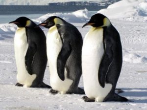 Loạt hình nền chim cánh cụt đẹp dễ thương được chia sẻ Khủng