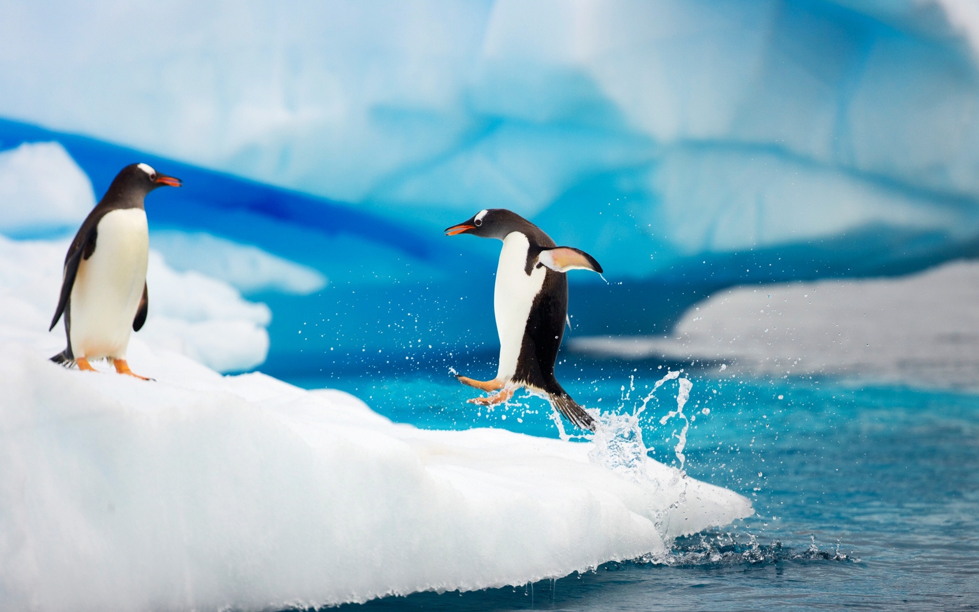 Bộ ảnh đàn chim cánh cụt đẹp và ấn tượng