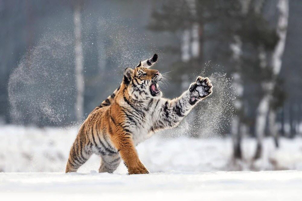 #Những hình ảnh con hổ con đẹp nhất