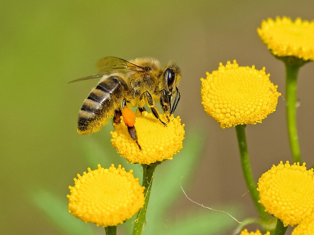 Hình ảnh con ong vàng đẹp, thu hút nhất