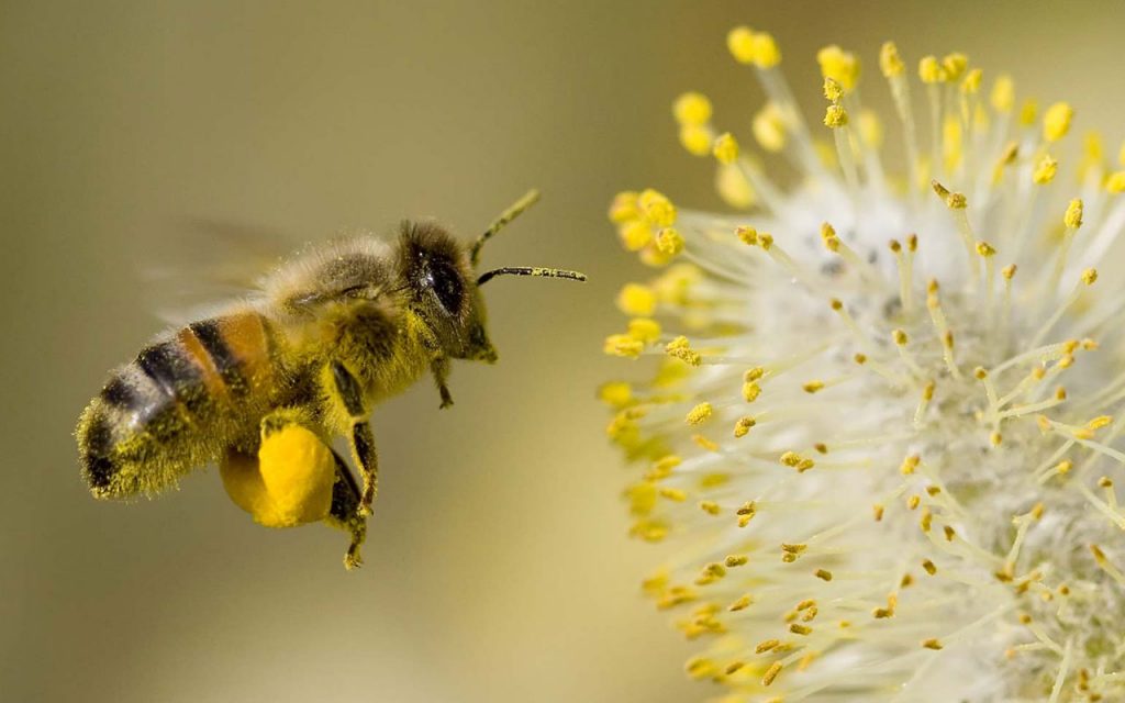 Top hình ảnh con ong đẹp, hấp dẫn nhất