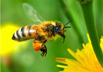 Chùm hình ảnh con ong đang bay đẹp nhất