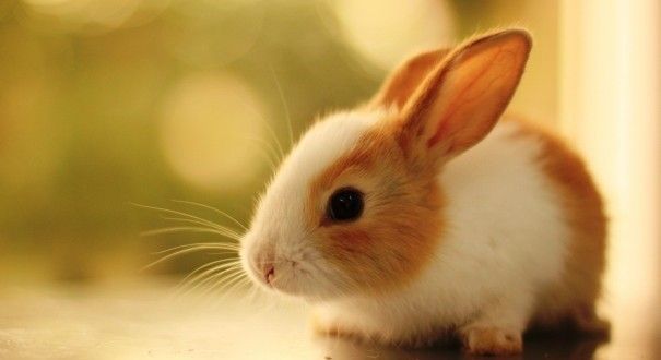 Top hình nền con thỏ dễ thương, đẹp nhất