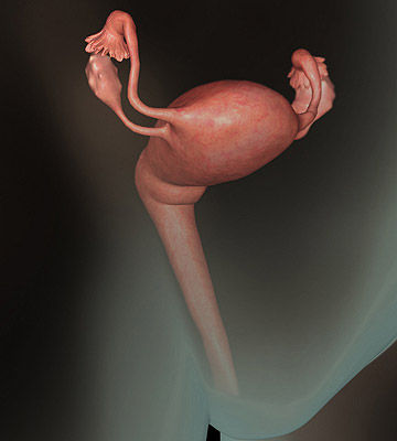 Loạt hình ảnh thai nhi trong bụng mẹ qua các tuần tuổi