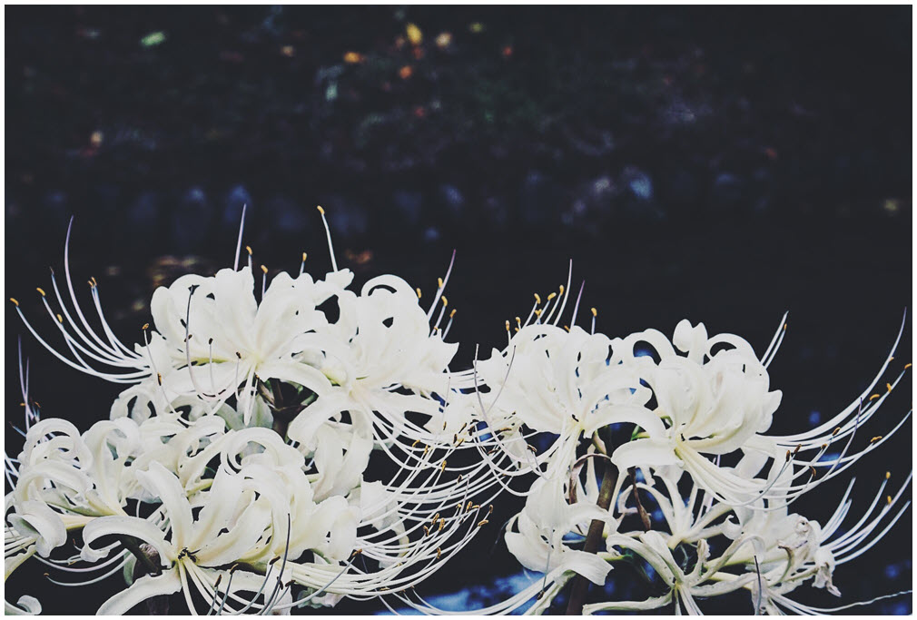 Hình ảnh hoa Bỉ Ngạn trắng đượm buồn