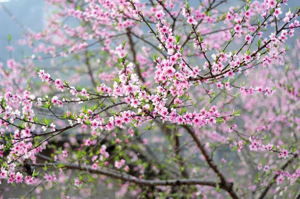 Top hình ảnh hoa đào mùa xuân tươi thắm nhất