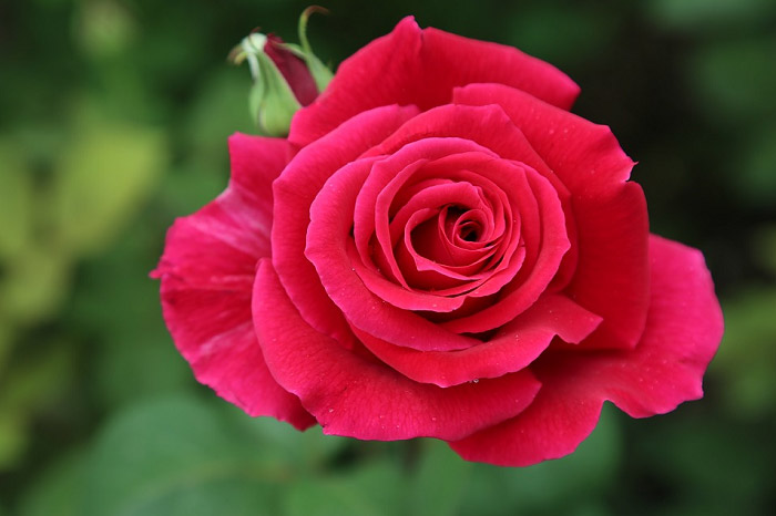 TOP hình ảnh hoa hồng nhung đẹp lãng mạn nhất