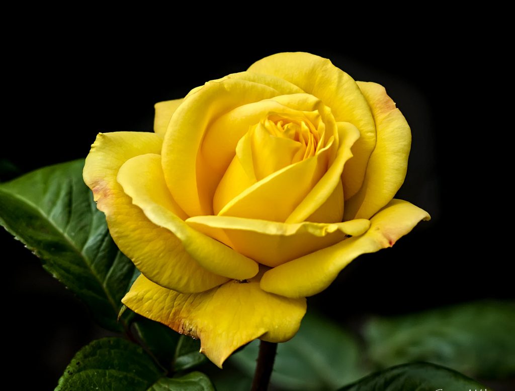 Tải ngày hình ảnh hoa hồng vàng cho “dế yêu”