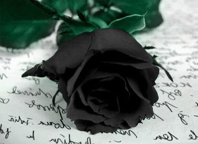Chùm ảnh hoa hồng đen chất nhất