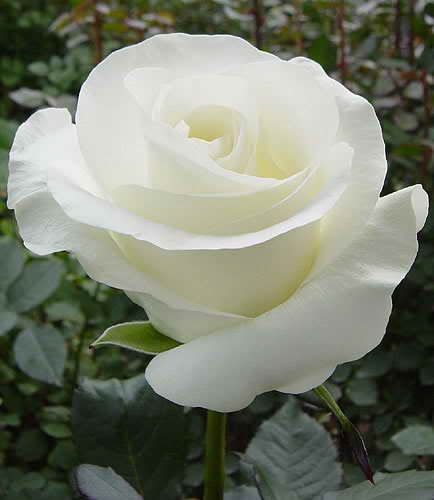 Bộ ảnh hoa hồng trắng đẹp tinh khôi