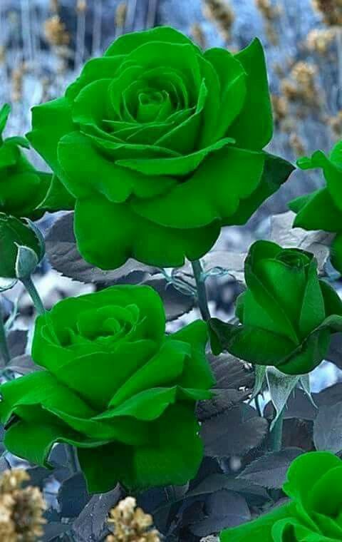 #Những hình ảnh hoa hồng xanh mang vẻ đẹp kiêu sa