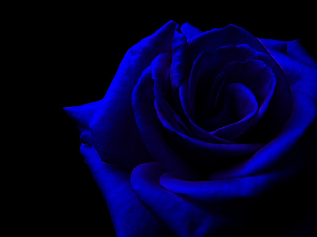 #Những hình ảnh buồn về hoa hồng bạn chia sẻ