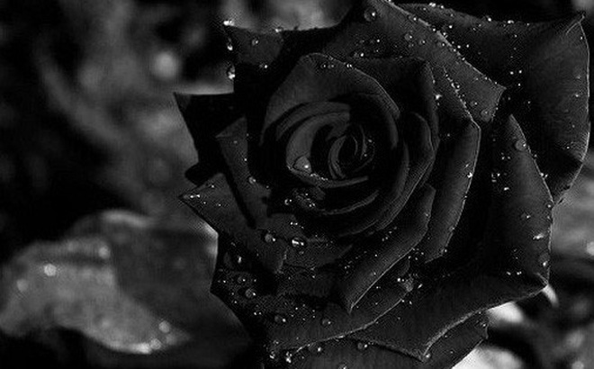 Loạt hình ảnh hoa hồng đen buồn đơn côi