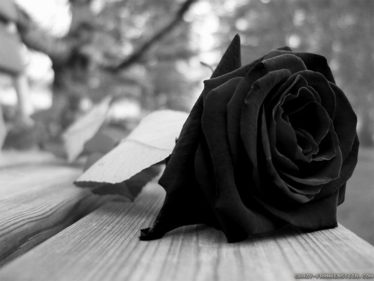 #Những hình ảnh đẹp nhất về hoa hồng đen – vua của các loài hoa