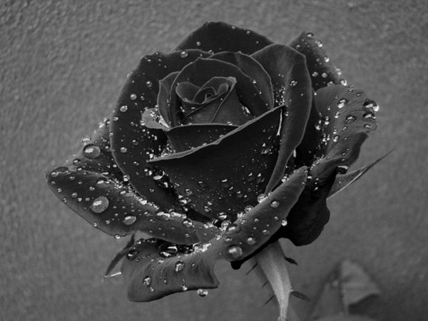 Tải hình ảnh hoa hồng đen làm Avatar buồn gửi gắm nỗi lòng