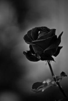 [BST] Hình nền hoa hồng đen cho iPhone đẹp độc đáo