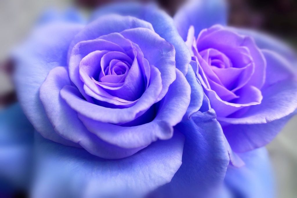 BỘ hình ảnh hoa hồng xanh đẹp lung linh