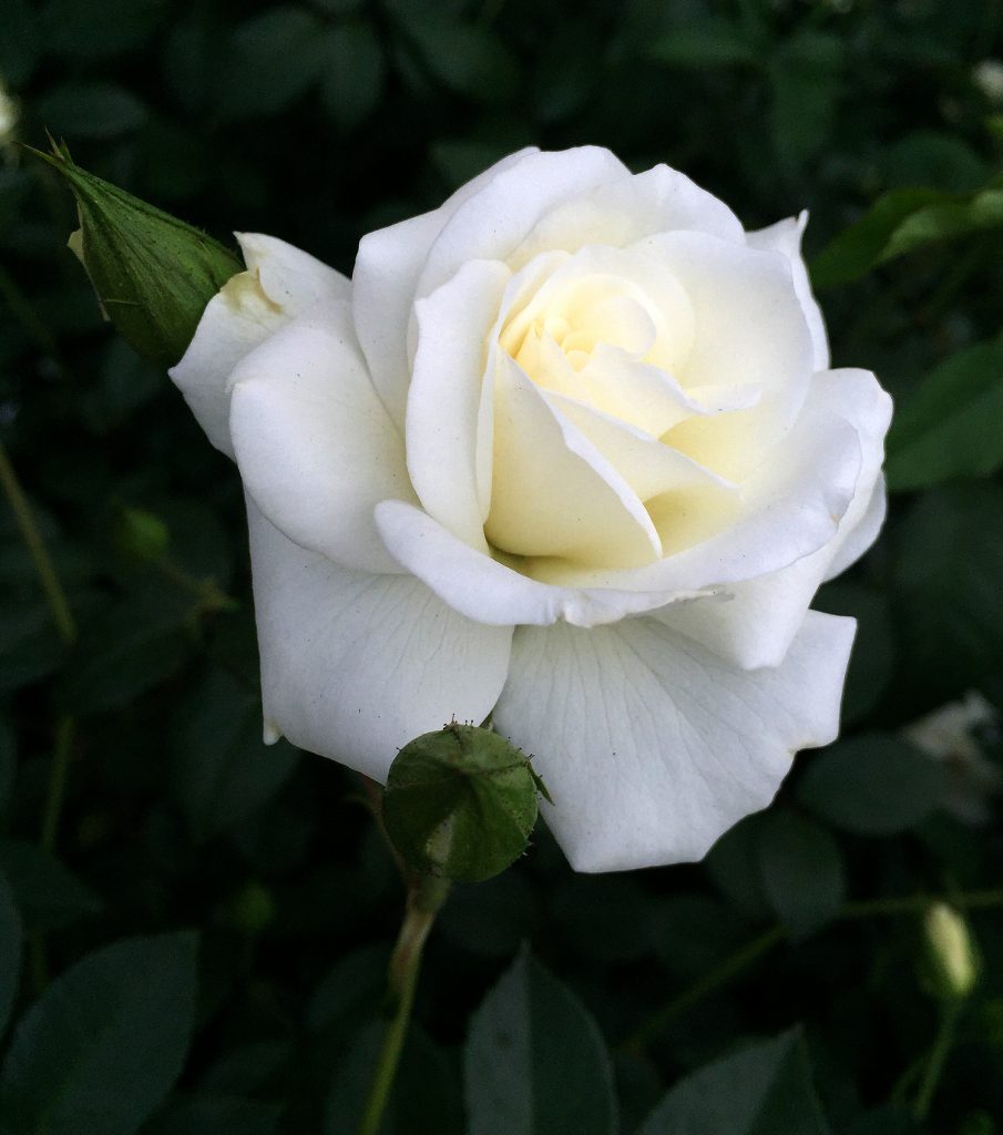 100+ hình ảnh hoa hồng trắng đẹp tinh khôi