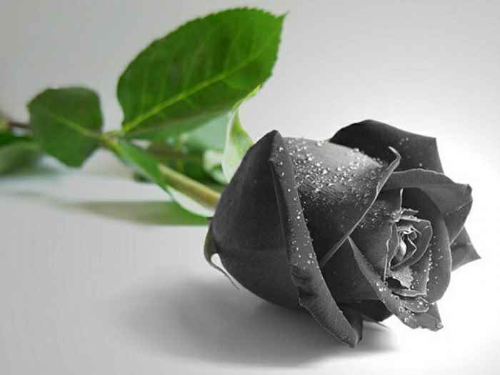 TOP hình ảnh hoa hồng đen mang vẻ đẹp bí ẩn