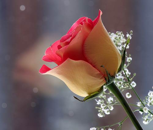 Top hình ảnh hoa hồng đep lãng mạn nhất