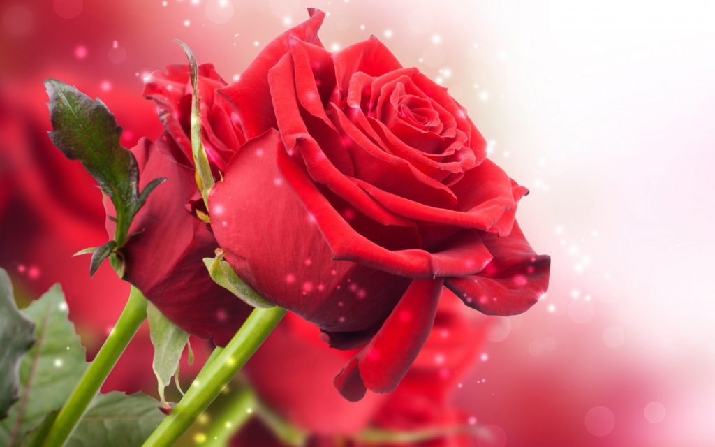 Những bông hoa hồng đẹp nhất thế giới