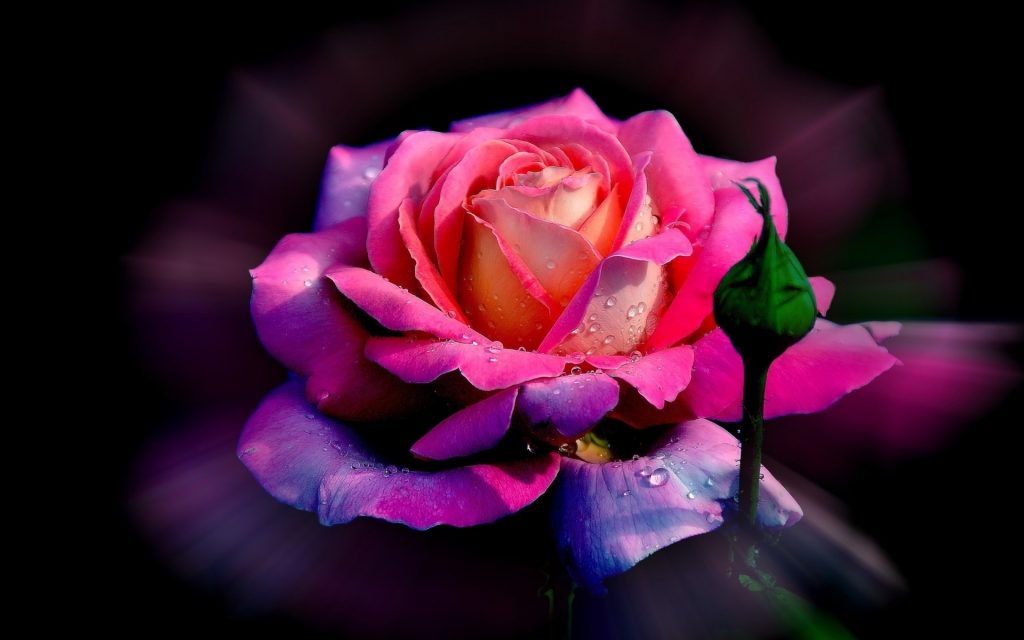 Hình ảnh hoa hồng đẹp lãng mạn, ngọt ngào nhất