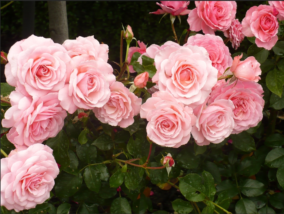 Tâm Thế Thăng Long - BST 505 hình ảnh hoa hồng leo đẹp được yêu ...
