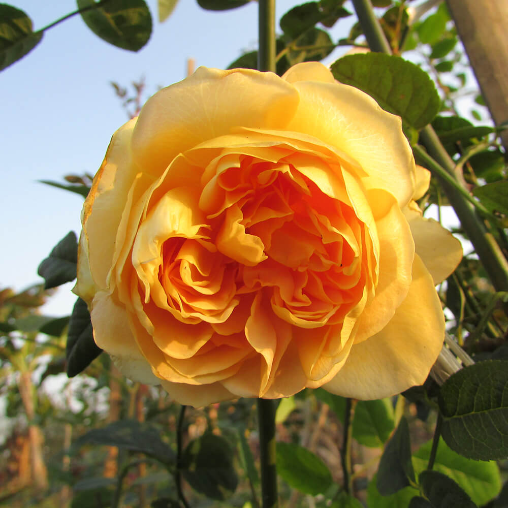 Chùm hình ảnh hoa hồng leo màu vàng đẹp, sắc nét nhất