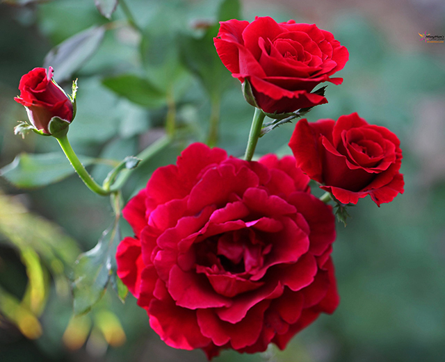 Chọn lọc 99+ hình ảnh hoa hồng nhung đẹp nhất thế giới