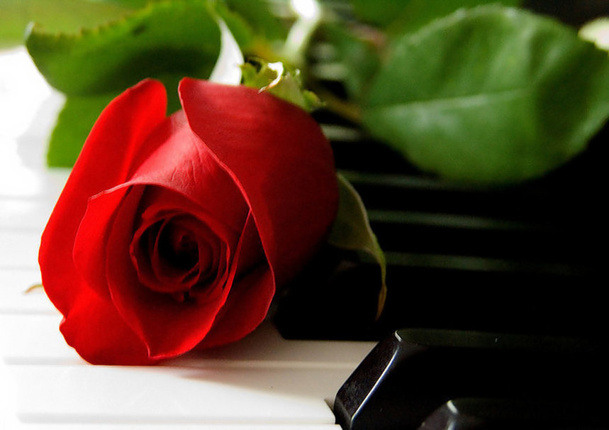 Chùm hình ảnh hoa hồng đỏ đẹp, lãng mạn