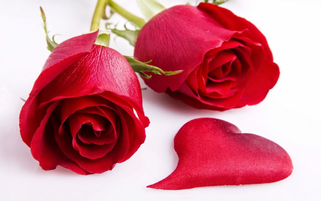 Tải ngay hình ảnh hoa hồng đẹp lãng mạn nhất