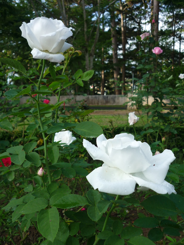 TOP hình ảnh hoa hồng bạch trong trắng, tinh khiết