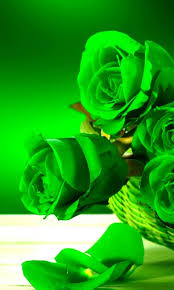TOP hình ảnh hoa hồng xanh lá cây đẹp dịu dàng